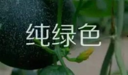 男子免费给送瓜吃